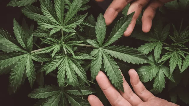up close shot of hands inspecting cannabis plant