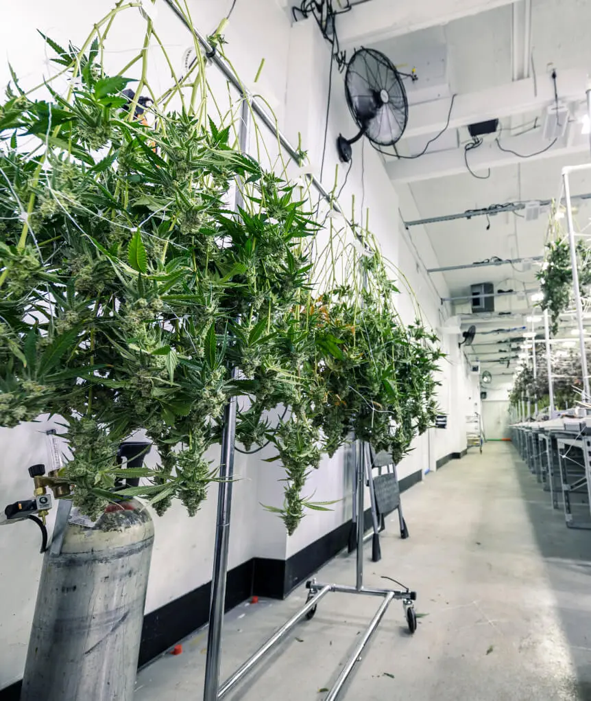 marijuana-drying-in-lab