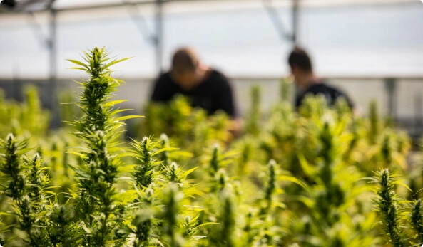 marijuana-in-grow-house
