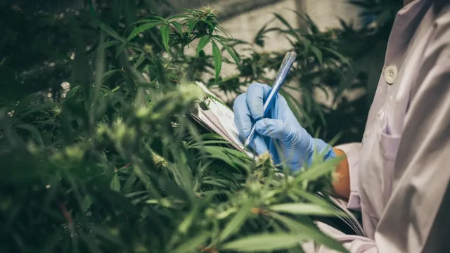 scientist checking organic hemp wild plants in a cannabis weed commercial greenhouse. Concept of herbal alternative medicine, cbd oil, pharmaceptical industry
