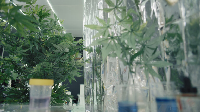 cannabis financing