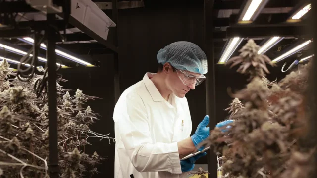 scientist reviewing plants