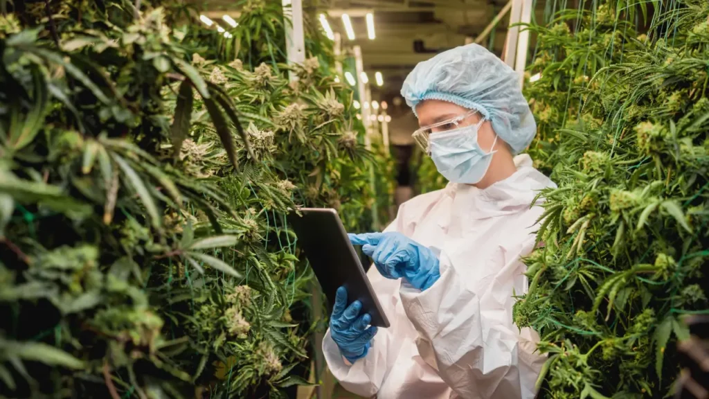 cannabis cultivator on the farm